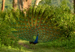 burung-merak 27 senarai